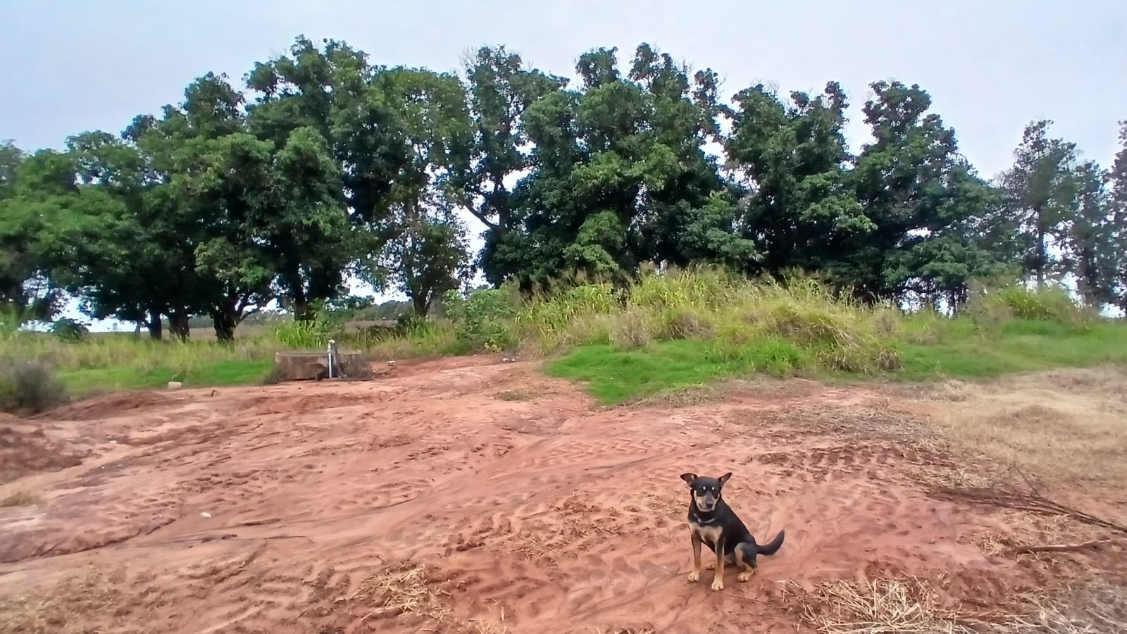 Mangueiras e solo rural com vegeta&ccedil;&atilde;o ao fundo