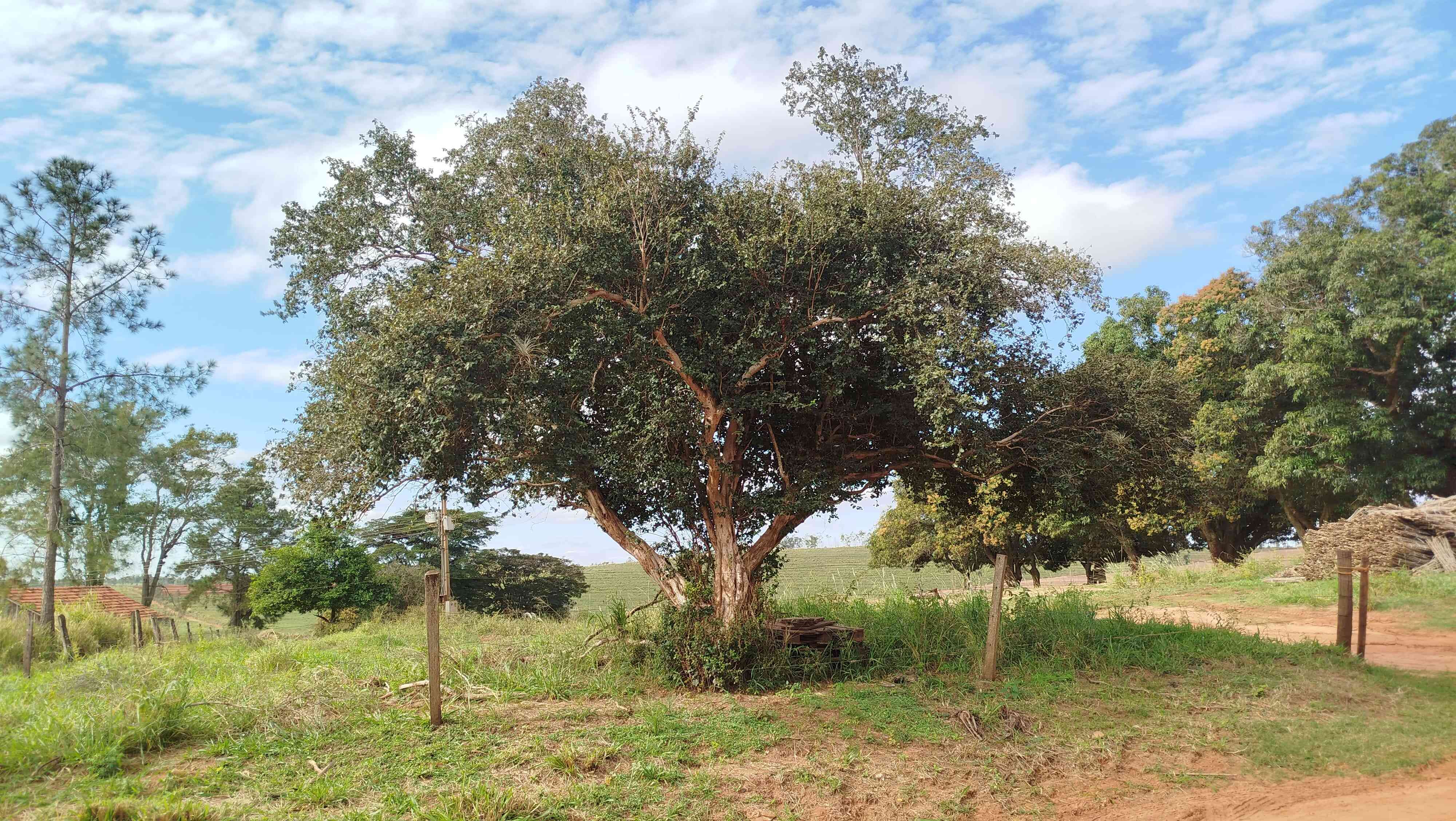 Pitangueira em paisagem rural
