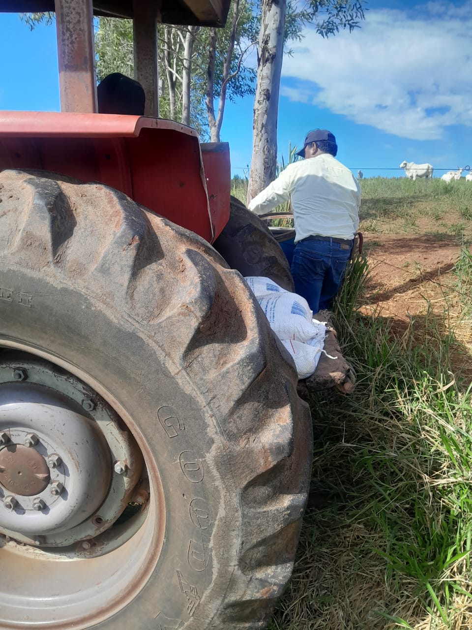 Produtor trabalhando perto de trator e gado no campo